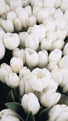 20+ hình ảnh hoa tulip làm hình nền cực xinh (12)