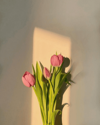 20+ hình ảnh hoa tulip làm hình nền cực xinh (15)